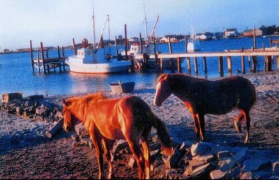 Wild ponies at the Spencer Dock (now the Harbor Inn dock)